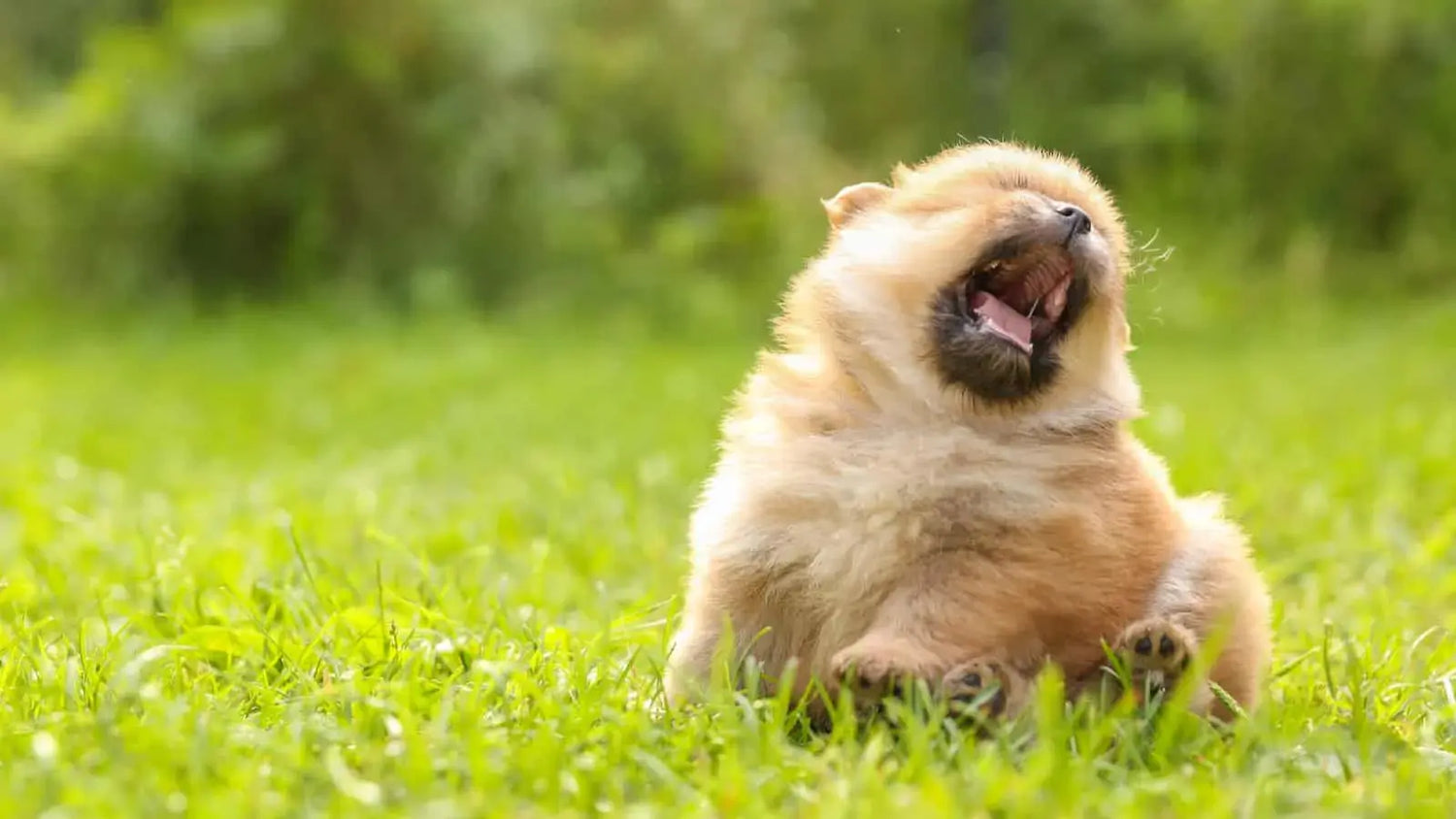 犬の逆くしゃみ