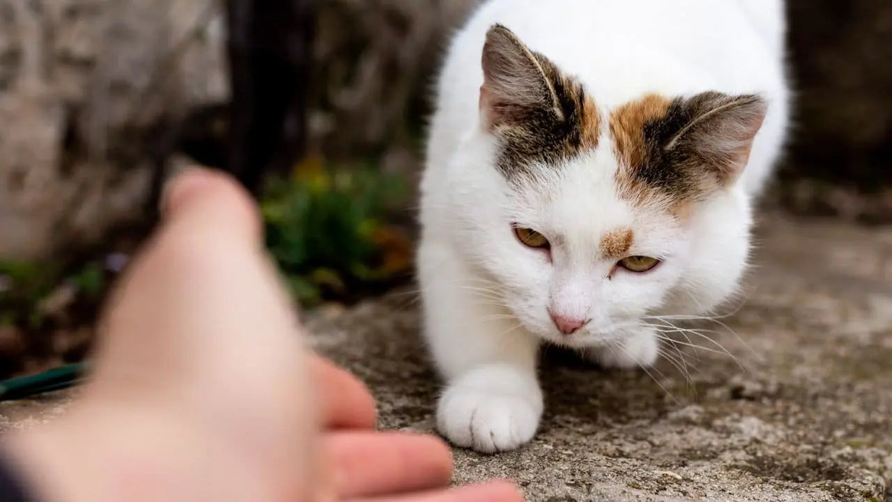 猫を保護する