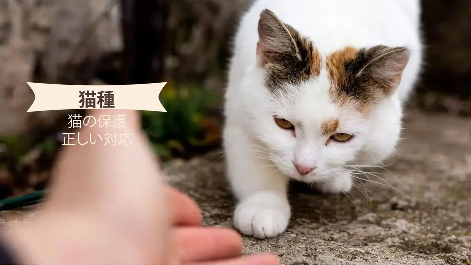 猫を保護したらどうする?正しい対応と飼えない場合の対処法も解説|PETTENA