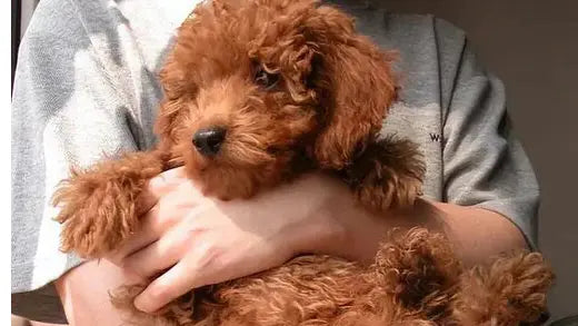 犬の正しい抱っこの仕方