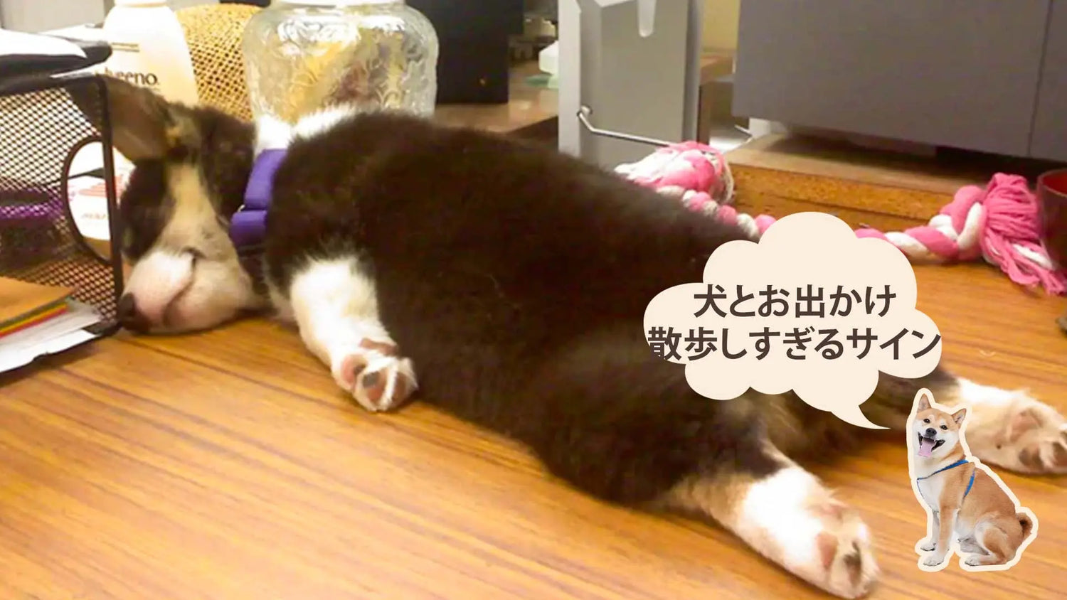 犬が散歩しすぎている