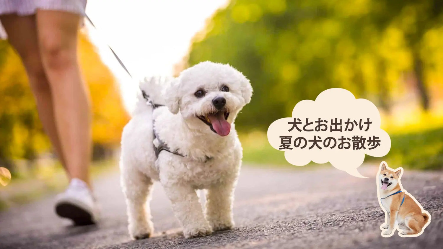 夏の犬の散歩