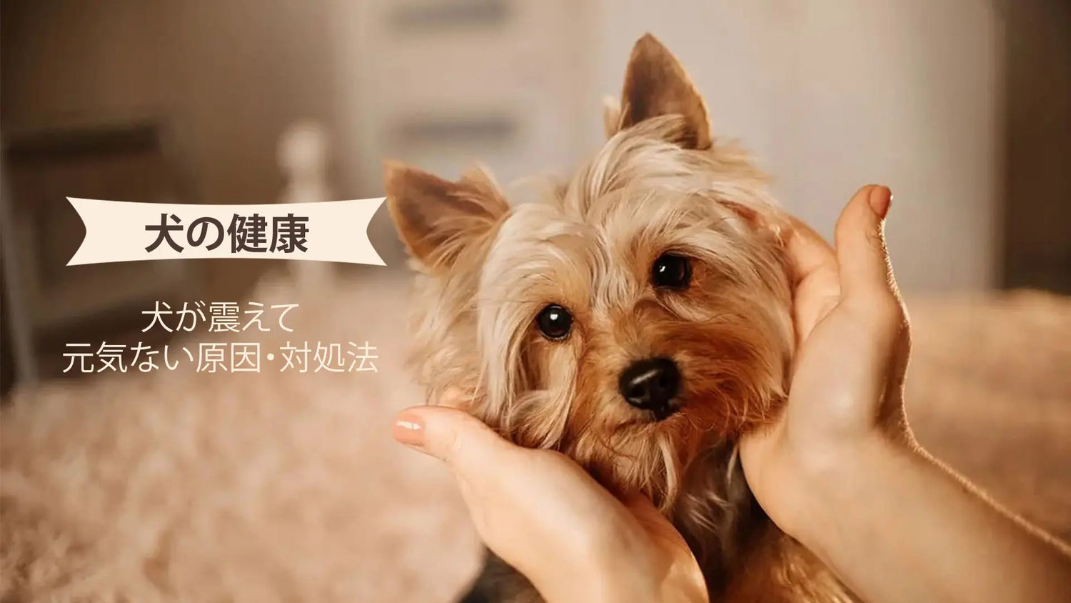 犬が震えて元気がない