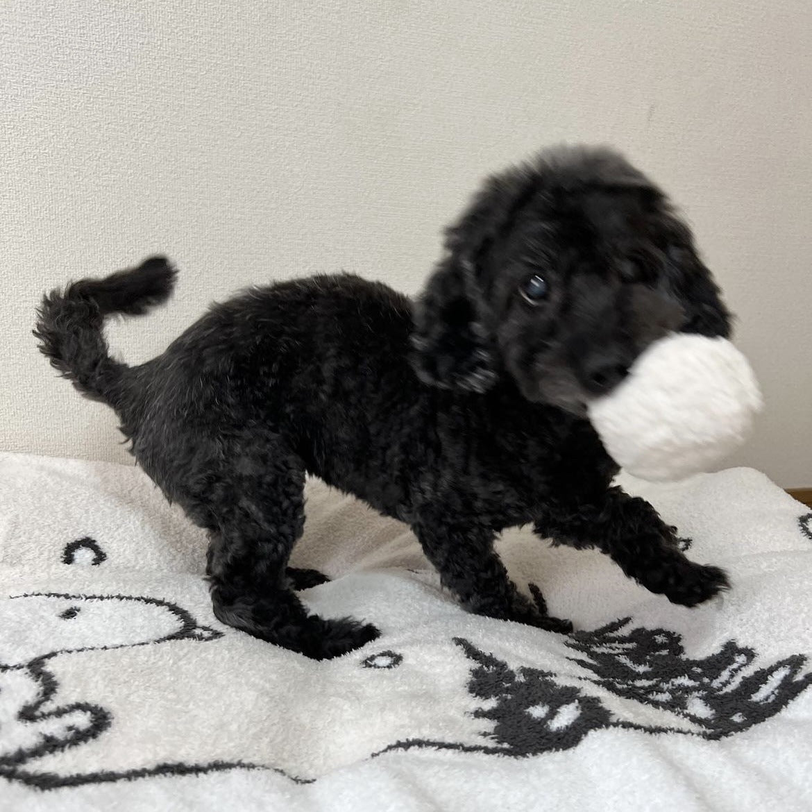 PETTENA Select ぬいぐるみおにぎりおもちゃ