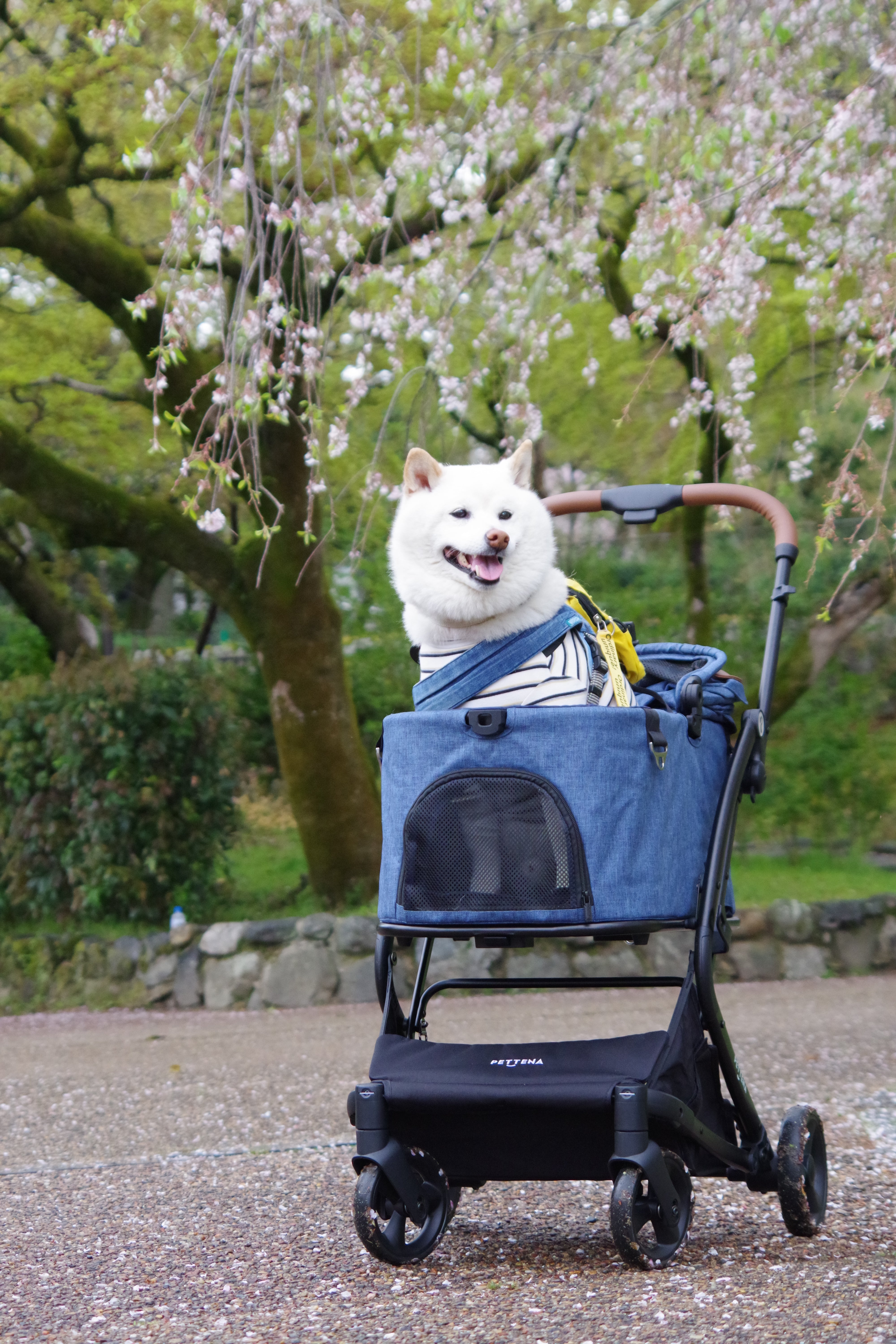 PETTENA ワンタッチ折りたたみ式分離型ペットカートMILOUで犬と花見に行く様子