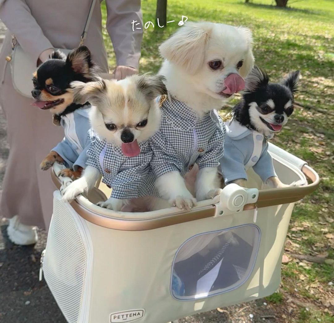 小型犬軽快走行分離式ペットカート-WHITE STROLLER