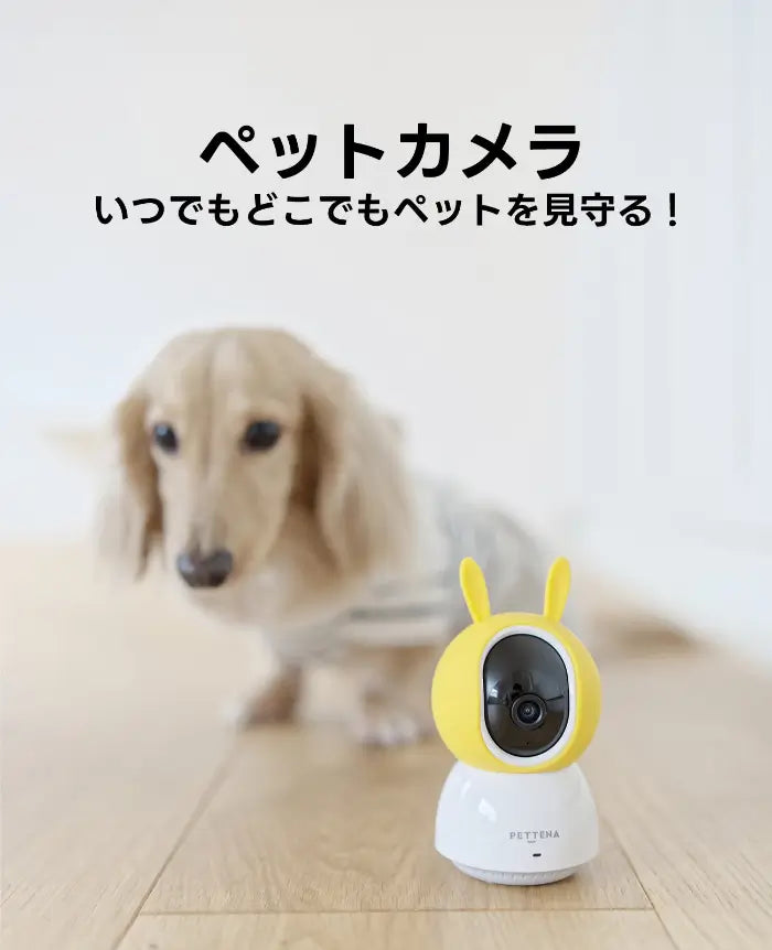 ペット見守りカメラと留守番中の犬