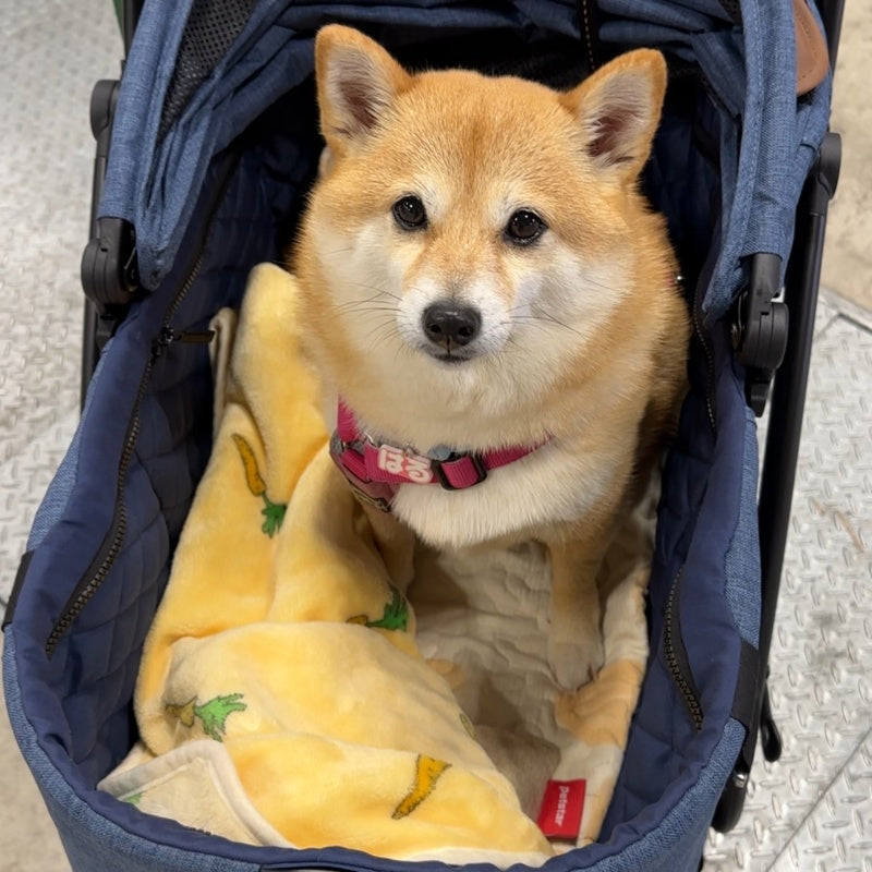 柴犬がPETTENA広々設計のペットカートMILOUに乗って出かける様子