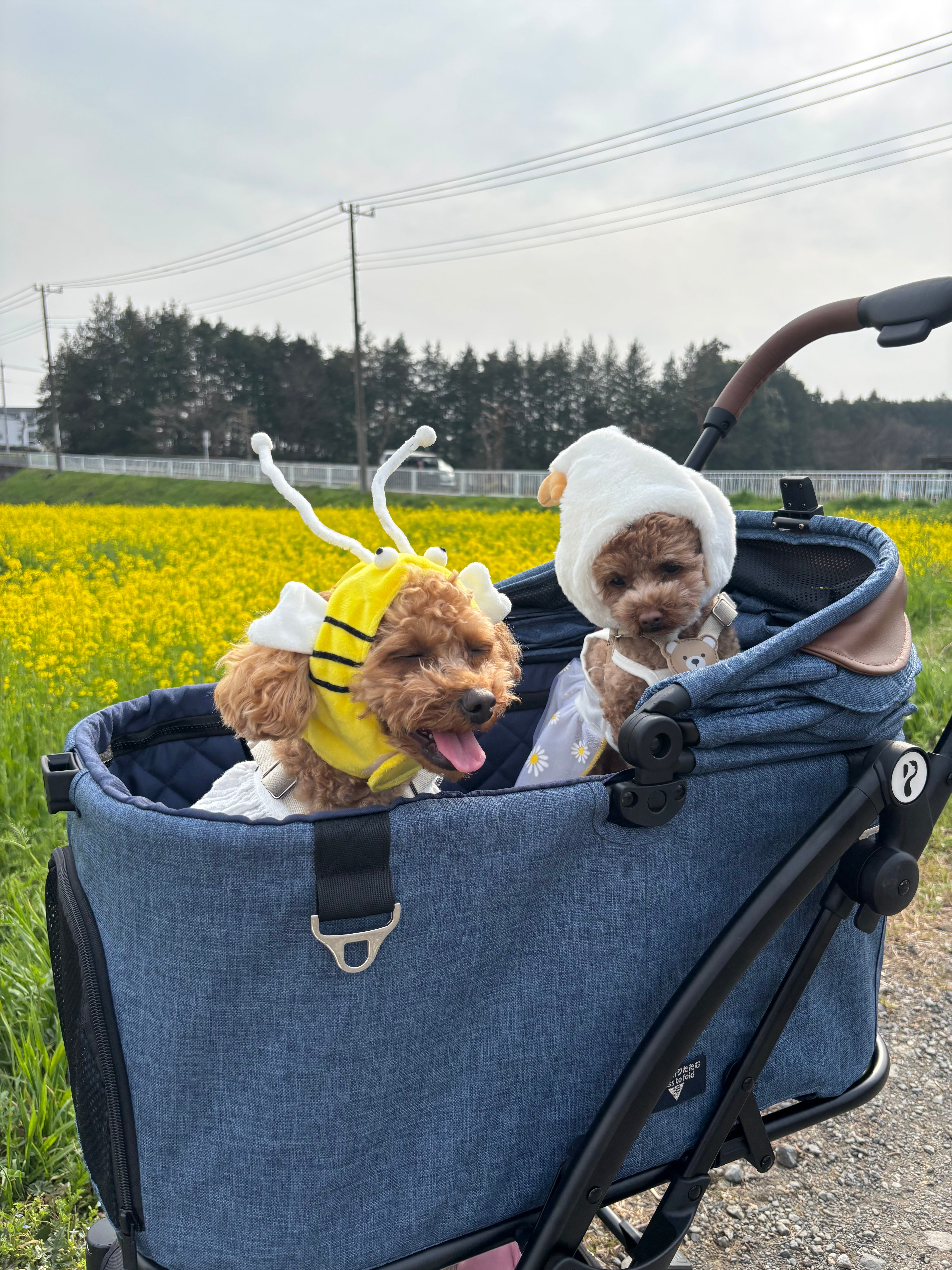 2頭のトイプードル犬がPETTENA ワンタッチ折りたたみ式分離型ペットカートMILOUに乗って散歩する様子