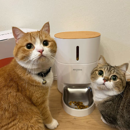 多頭飼いの猫と自動給餌器