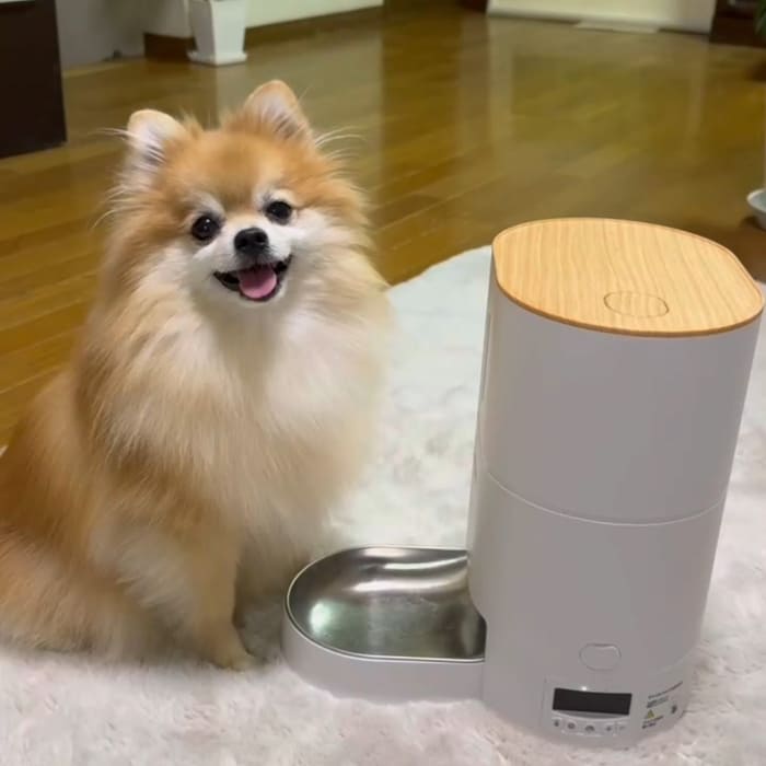 犬用自動給餌器の傍にポメラニアンがフードを待つ様子