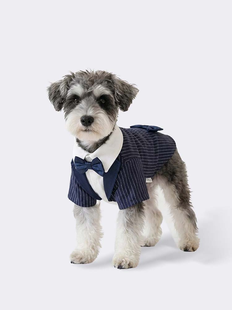 PETTENAのペット用タキシード、ネイビーストライプの着用画像です。フォーマルな蝶ネクタイとストライプ柄が、愛犬をエレガントに彩ります。上質な素材感と機能的なカッティングを両立した、あらゆる場面で愛犬を主役にする高級ウェアです。