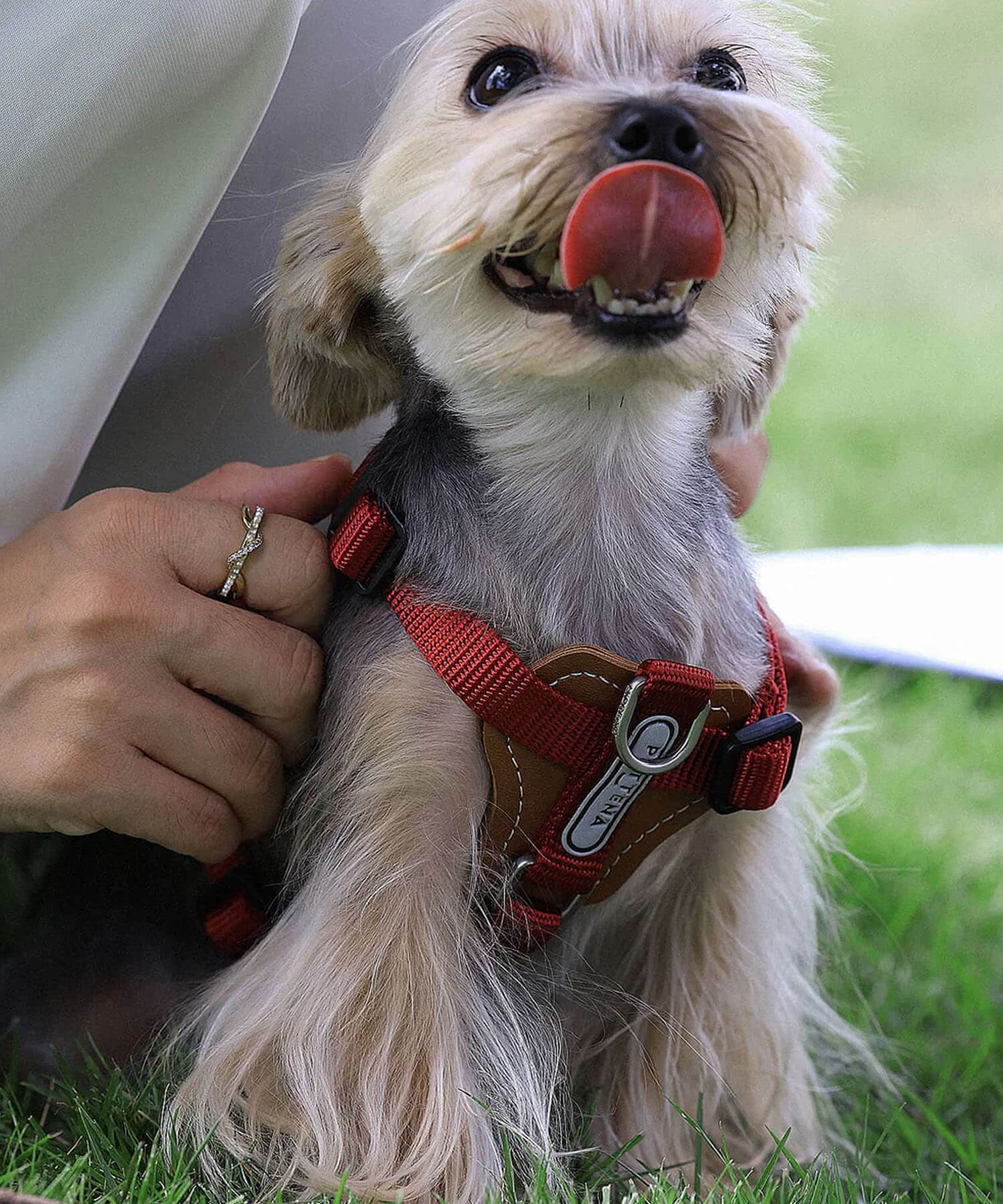 小型犬にPETTENAセレクトのペット用品を着用した様子