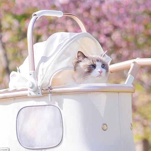 猫をPETTENAコンパクトペットカートELFに乗せてお花見に行く様子