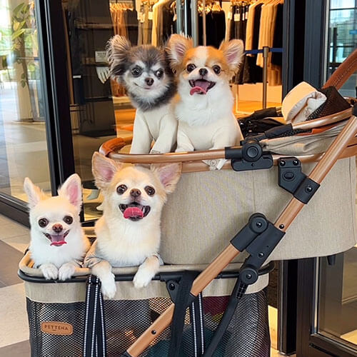 多頭の小型犬チワワがPETTENA2段式ペットカートSHOPPERに乗ってお店に入る様子