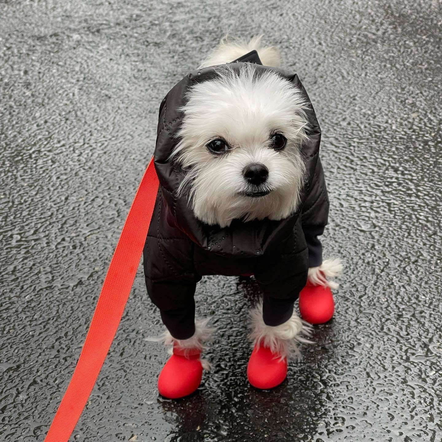 PETTENA Select 犬用シリコン滑り止め・汚れ防止・小型〜大型犬対応