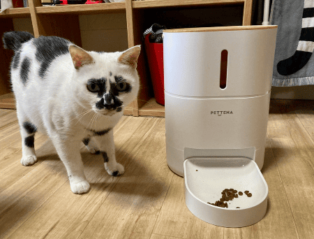 自動給餌器の隣に猫がご飯を食べたい様子