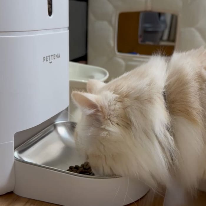 自動給餌器で猫がフードを食べてる様子
