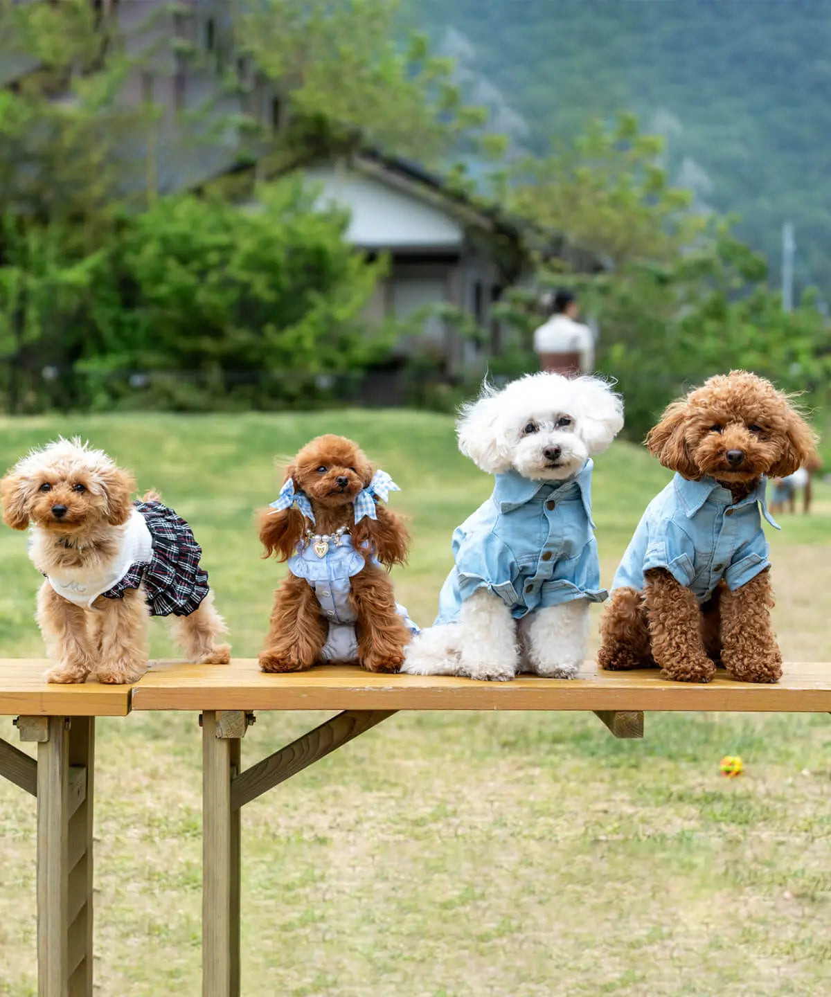 犬猫の種類ガイド