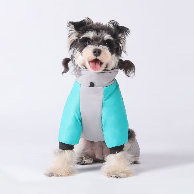 ブルー色のペット犬服ぬくぬくアウターのローズ着用例。足首のリブが風の侵入を防ぎ、立ち姿からもわかるスリムなシルエットで動きやすさと保温性を両立しました。