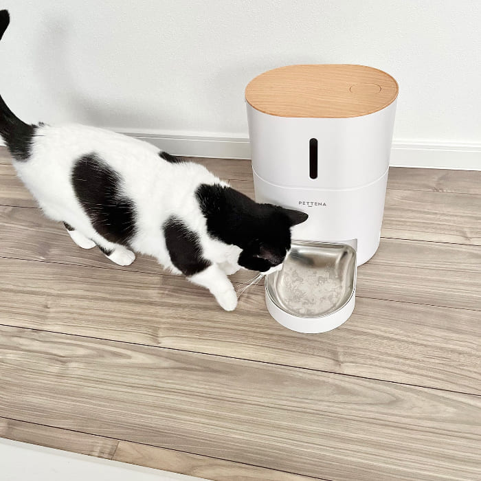猫用自動給餌器でのご飯を食べる様子
