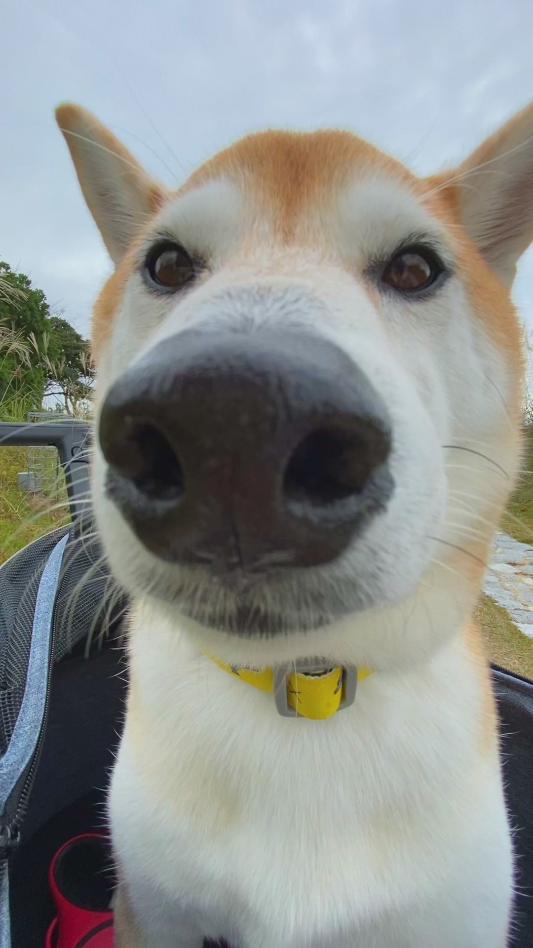 柴犬カート