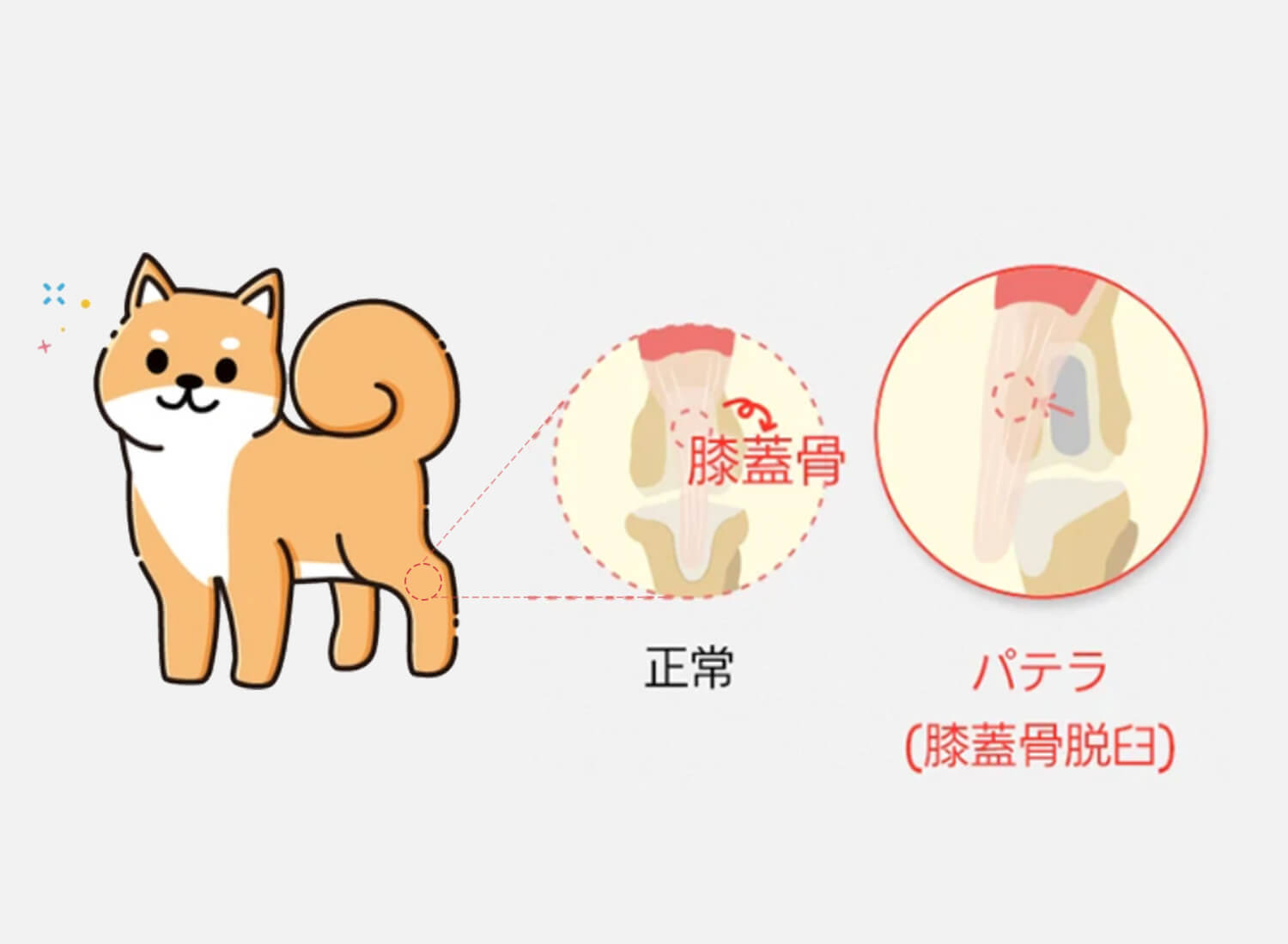 犬の健康に役立つカート