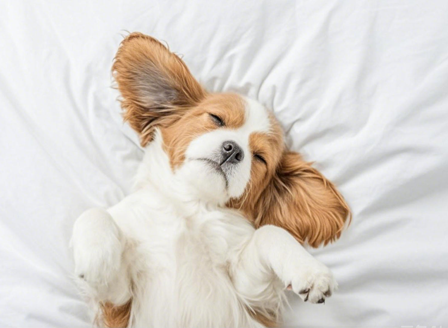 犬の皮膚に優しい生地