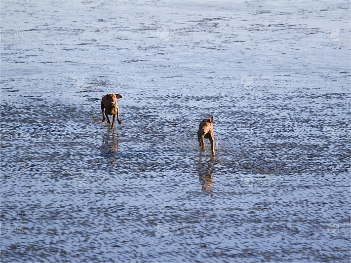 【愛犬と夏のお出掛け】愛犬と海遊びを楽しむ時の注意点とは？