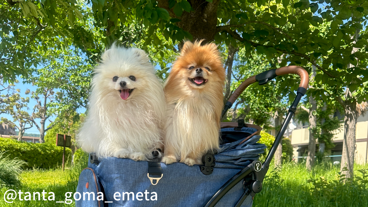 2026年東北で今月行ける犬イベントまとめ｜宮城・青森・岩手【随時更新】
