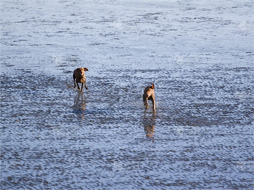 犬と海