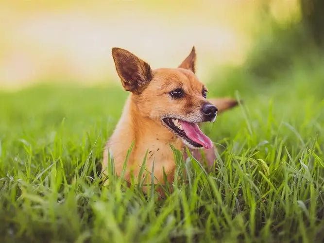 お散歩の時要注意！犬に危険な植物！