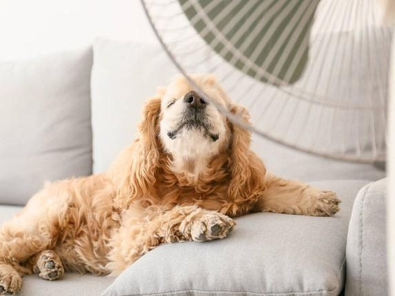 【犬の健康管理】愛犬を暑さから守ろう！犬の暑さ対策をご紹介します