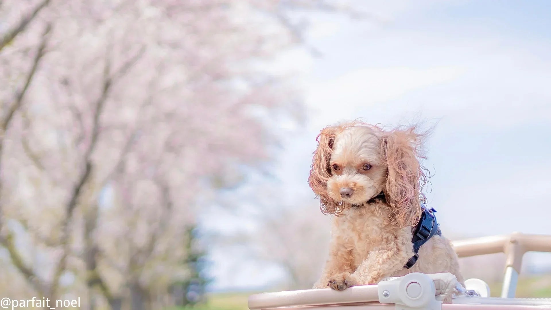 ゴールデンウィークに犬連れお出かけの様子