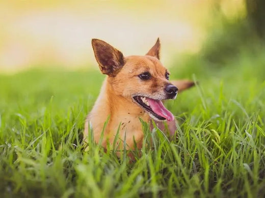 草と犬