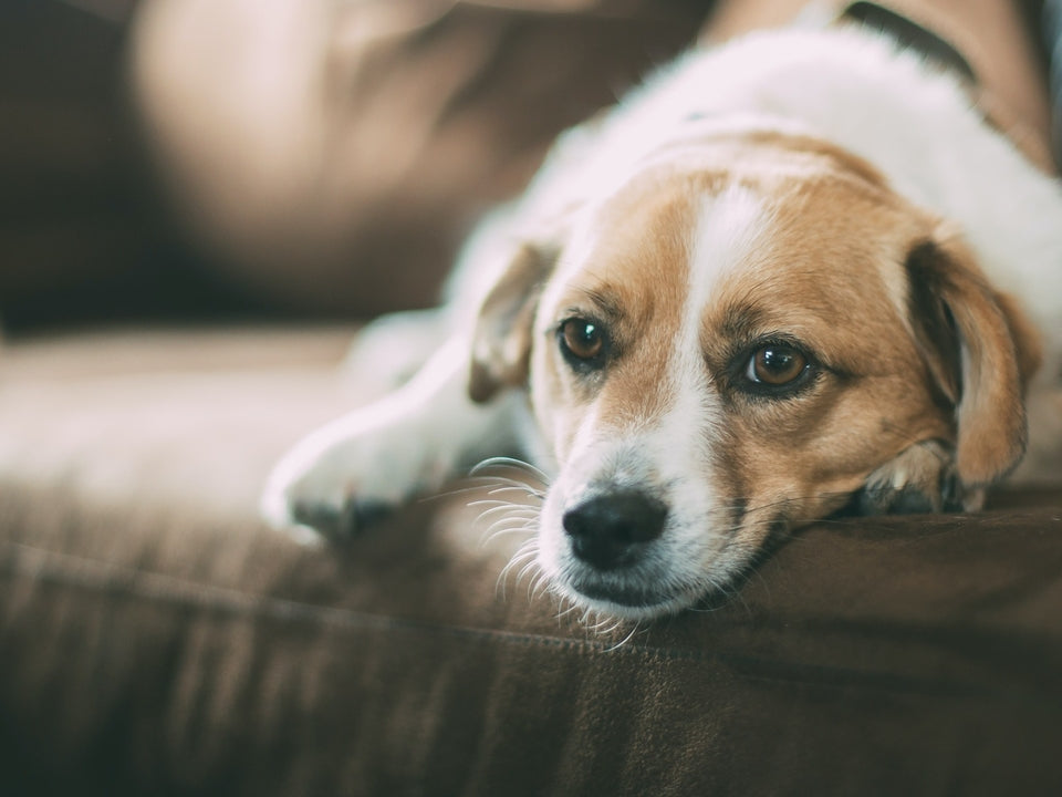 犬が興奮すると噛んでくるのはなぜ？しつけ方について