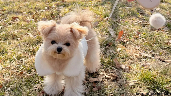 犬の散歩はアスファルト温度に注意！何℃から危険？5秒チェックと肉球やけど対策