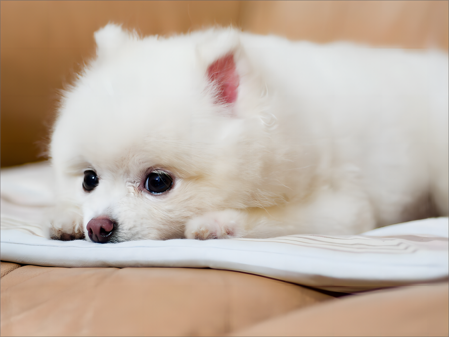 犬が食欲無い時はどうすればいいの？