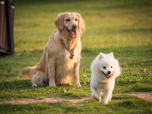 夏場の犬の散歩