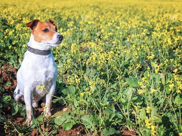 【愛犬とのお出掛け】お散歩の時要注意！犬に危険な植物！