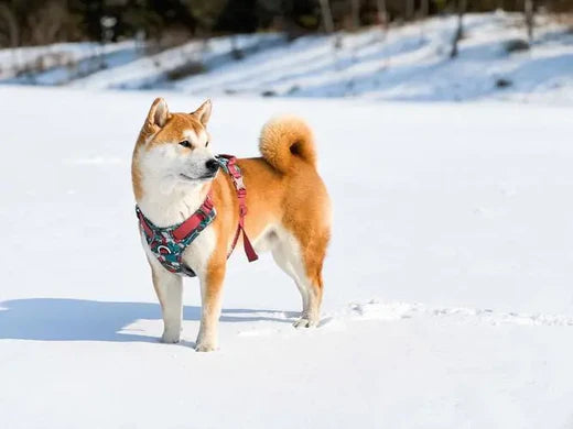 犬の冬のお出かけ