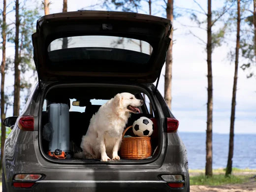 車と犬