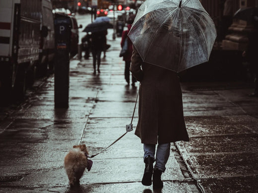 雨の日犬の散歩