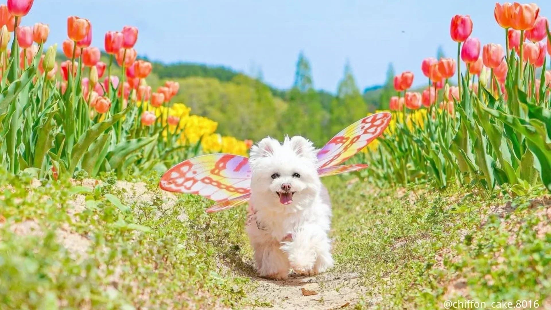 栃木県の犬イベント2026