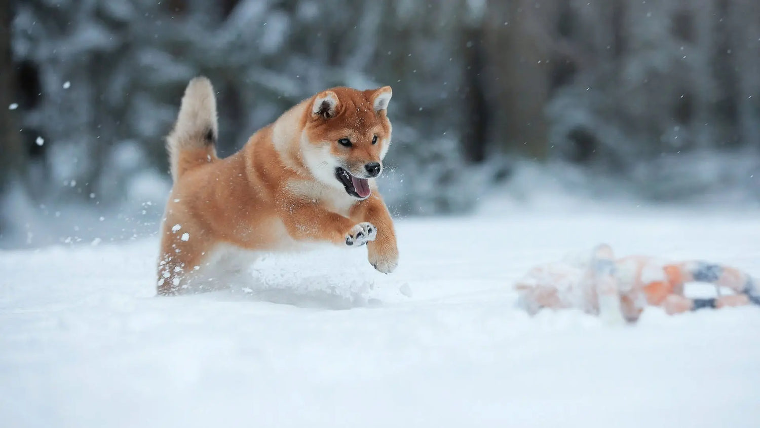 寒さに強い犬