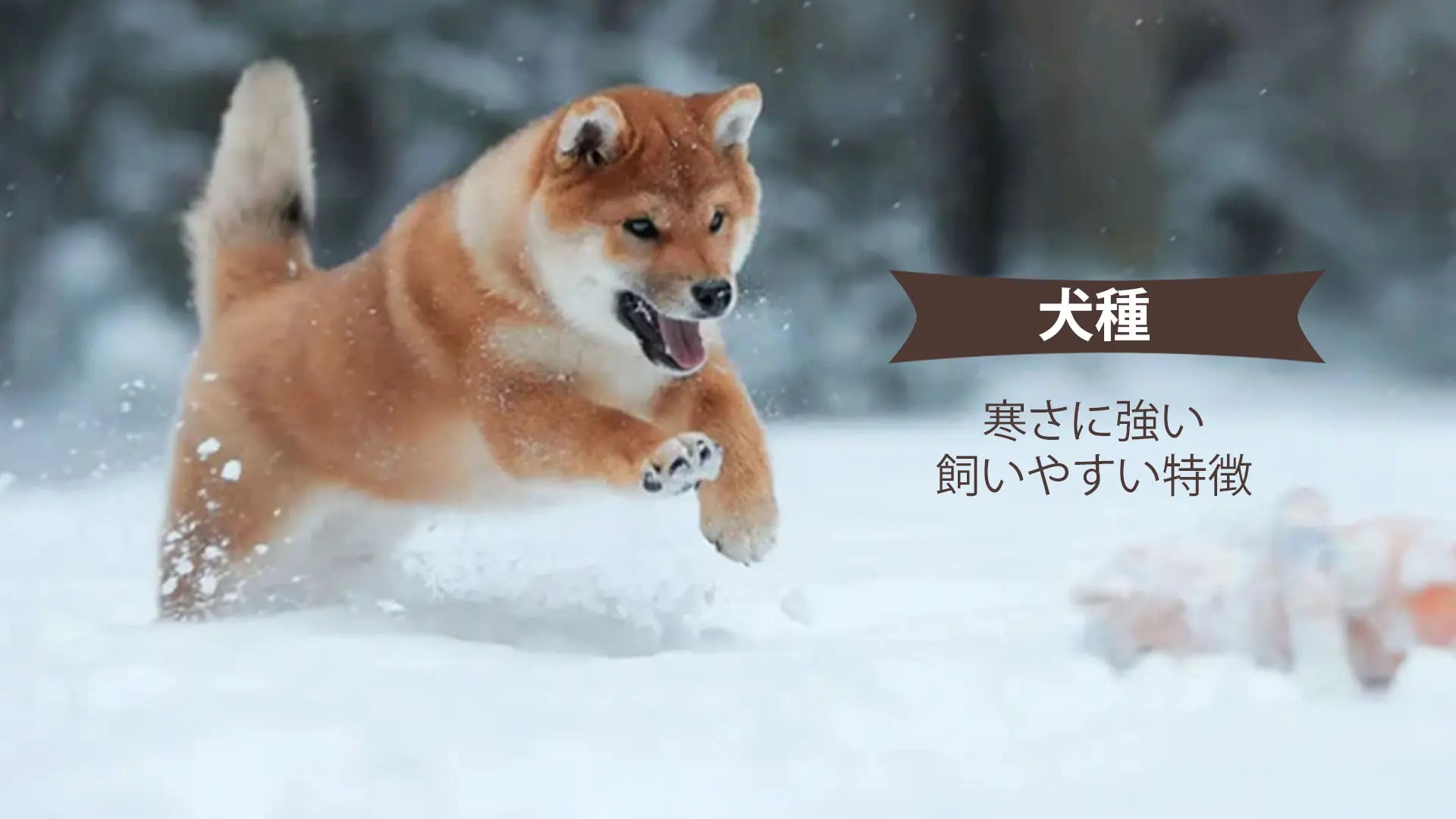 寒さに強い犬