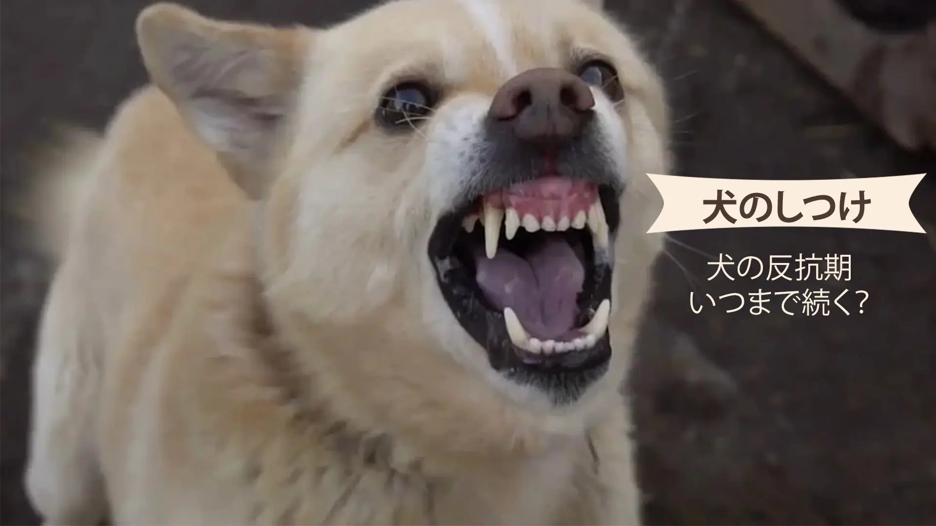 犬の反抗期