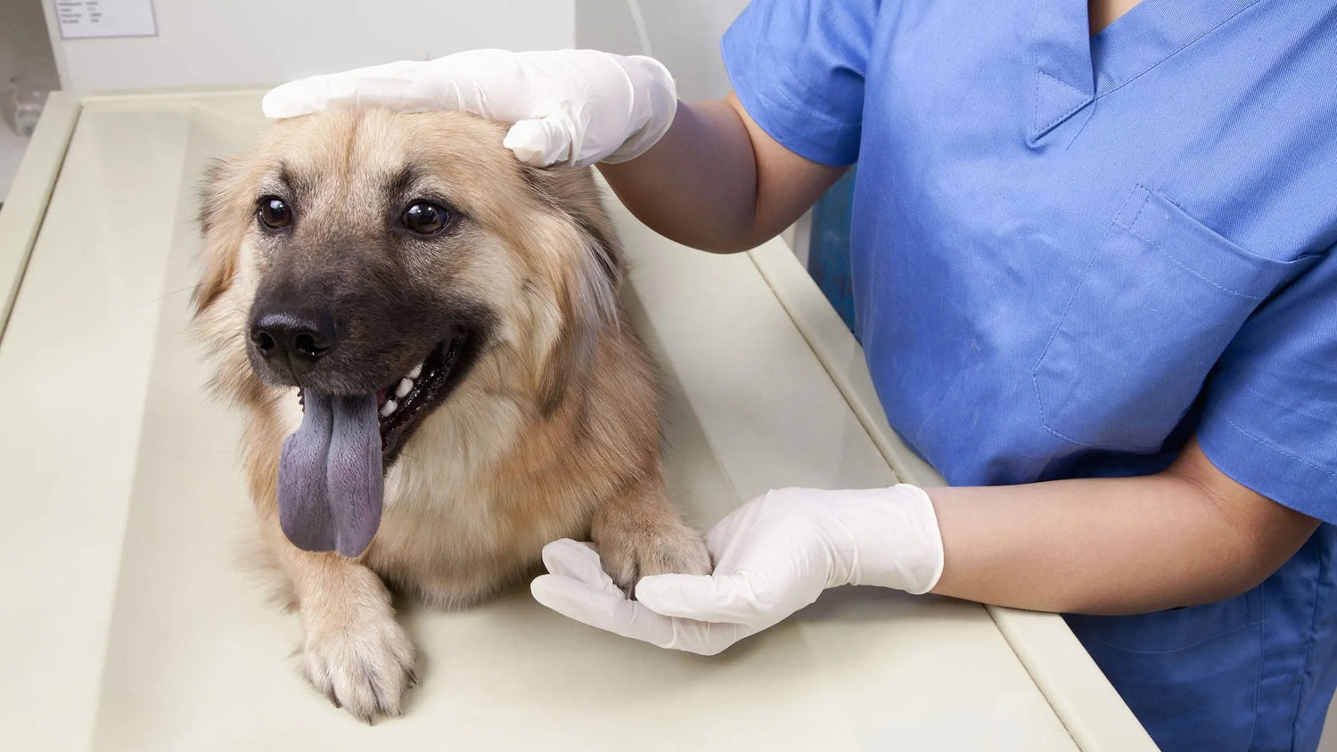 犬の胃腸炎の治療