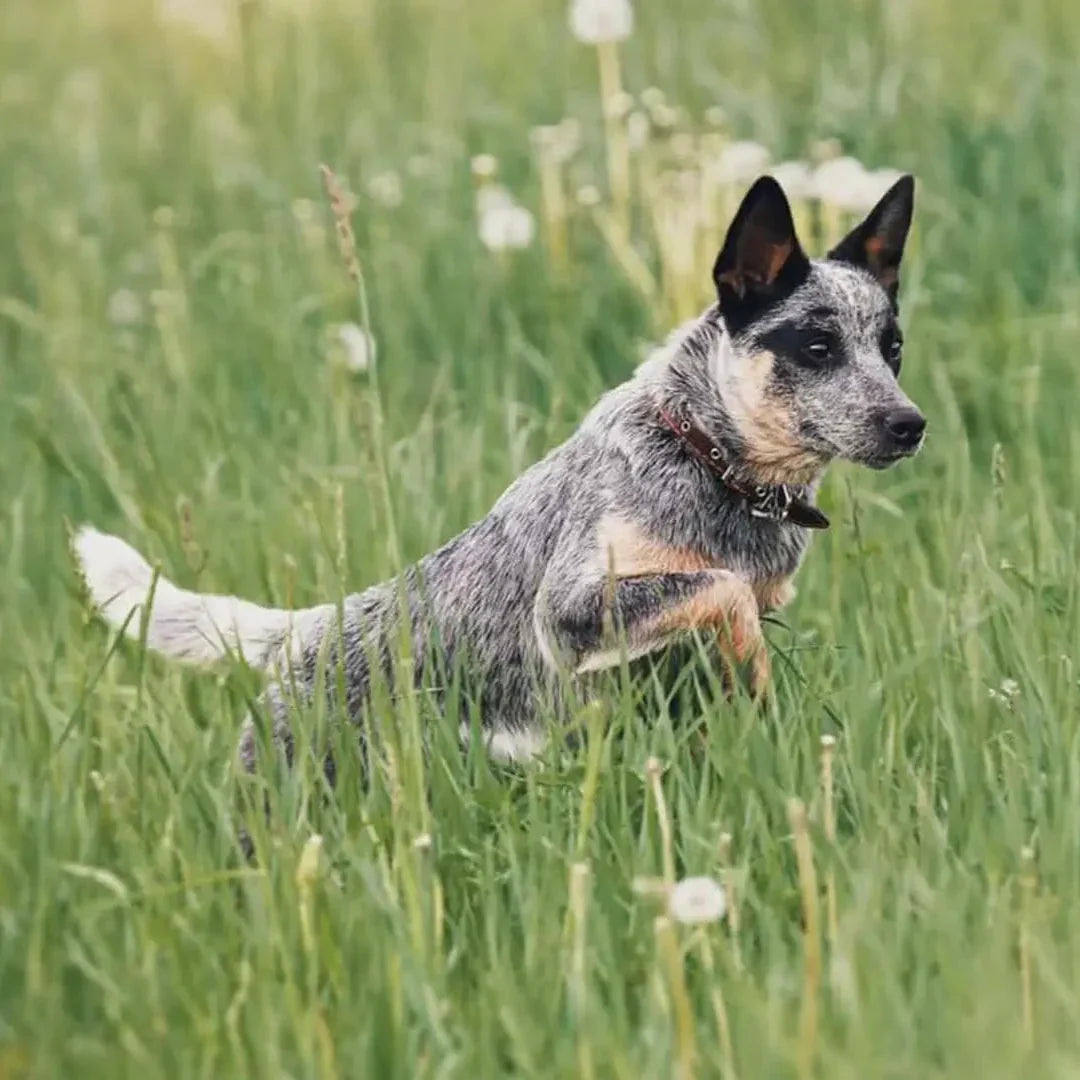 賢い犬ランキングTOP10｜一番頭がいい犬と特徴を解説