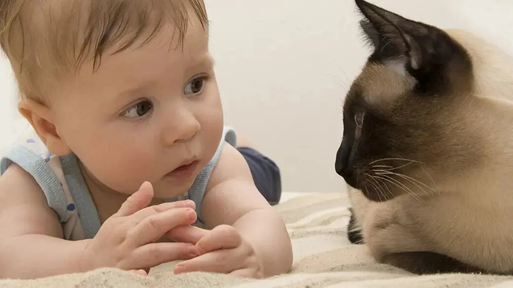 赤ちゃんと猫の同居